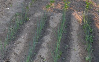 tuintips van Velt wichelen : prei