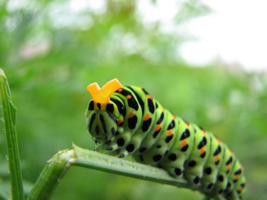 de koninginnepage als rups
