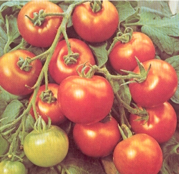 tuintips van Velt wichelen : tomaten
